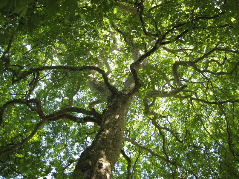 Die Natur kann dich beschützen - so wie dieser Baum unter seinem Blätterdach