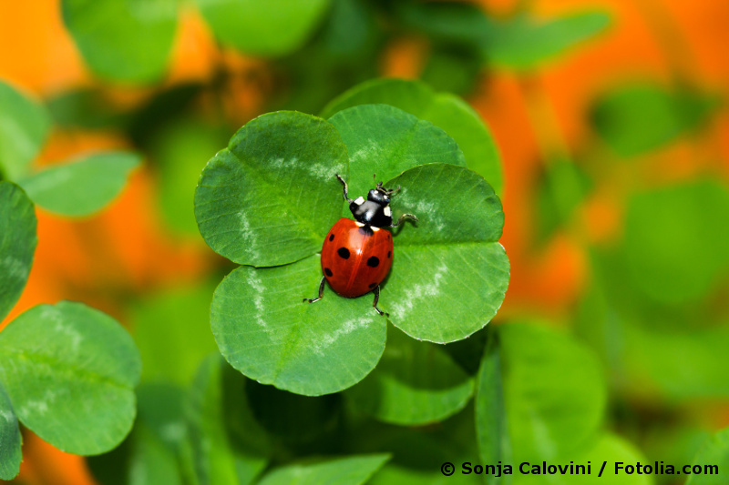 Glück: Marienkäfer auf einem vierblättrigen Kleeblatt