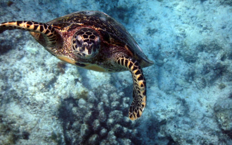 Meeresschildkröten sind live noch viel viel süßer!!